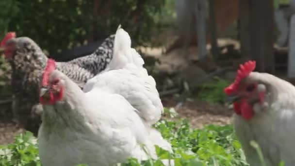 Egy csirke áll egy épület előtt. — Stock videók