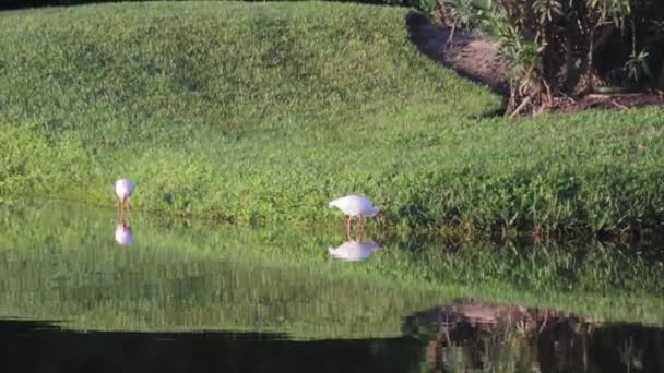 Un oiseau assis au-dessus d'un champ couvert d'herbe — Video