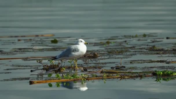 Un uccello in piedi accanto a un corpo d'acqua — Video Stock