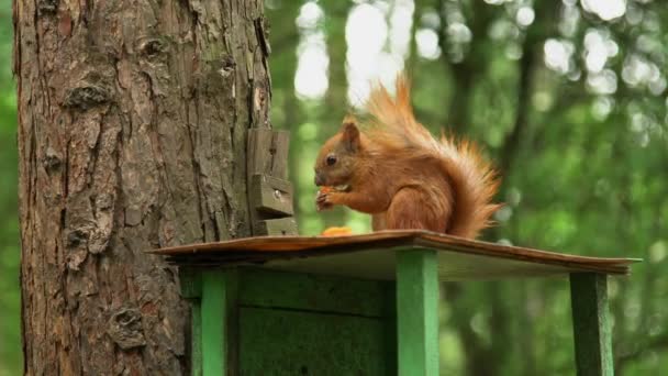 Ein Eichhörnchen auf einem Ast — Stockvideo