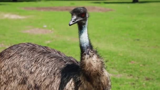 Un pájaro de pie sobre un campo cubierto de hierba — Vídeo de stock