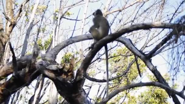 Una scimmia seduta su un ramo d'albero — Video Stock