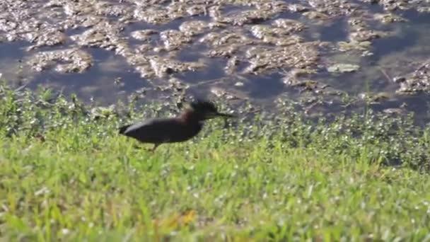 Een vogel die bovenop een grasveld staat — Stockvideo