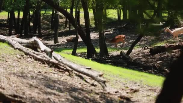 Een giraffe etende loof van een boom — Stockvideo