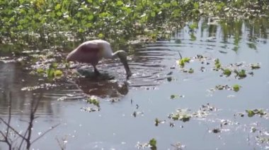 Suda yüzen bir kuş.