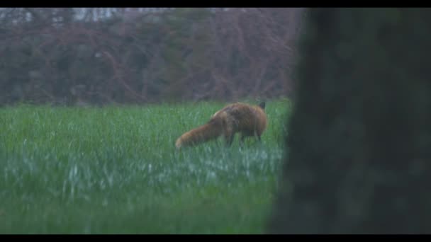 Een voorgrond van een beest — Stockvideo