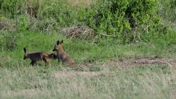 Medvěd, který stojí na bujné zelené louce — Stock video