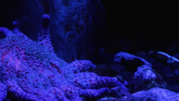 Un coral en la nieve — Vídeos de Stock