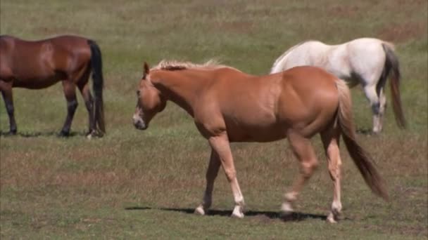 一匹棕色的马站在草地上，覆盖着田野 — 图库视频影像