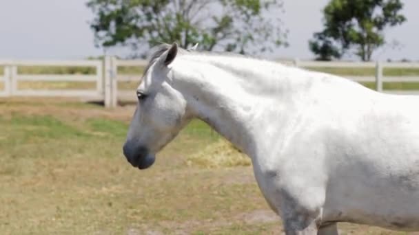 Un cheval brun debout à côté d'une clôture — Video