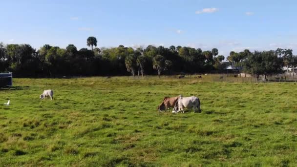 Szarvasmarha-állomány legeltetése buja zöld mezőn — Stock videók