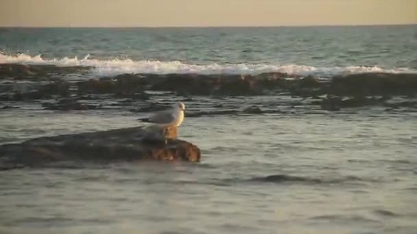 Okyanusun önünde duran bir kuş — Stok video