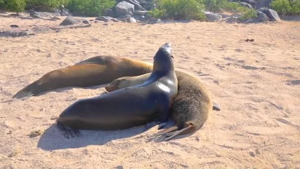 Una foca sdraiata nella sabbia — Video Stock