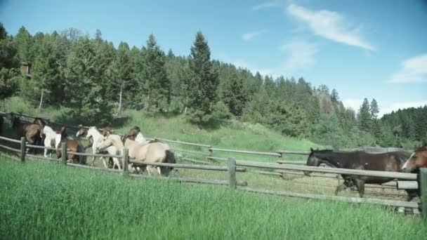 Un troupeau de bovins broutant sur un champ verdoyant — Video