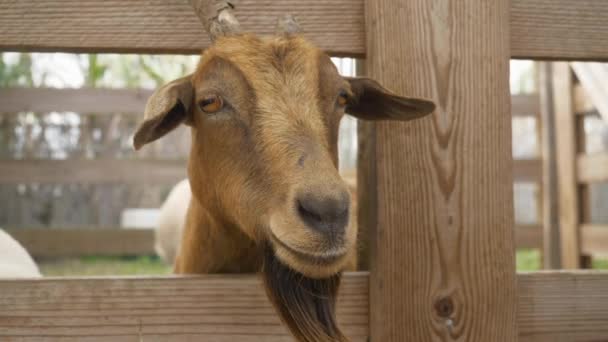 Une vache brune debout sur une clôture en bois — Video