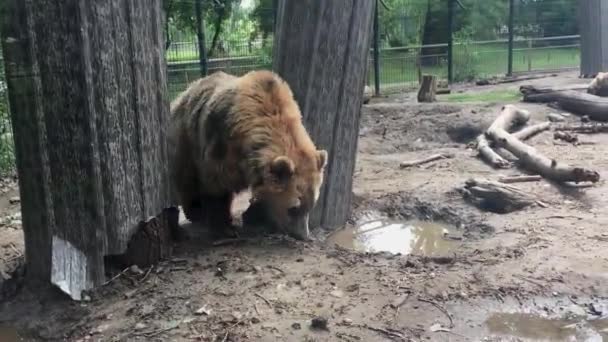 Een beer die in de modder staat — Stockvideo