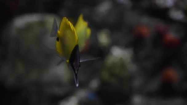 En närbild av gul och svart tropisk fisk som simmar i akvarium — Stockvideo