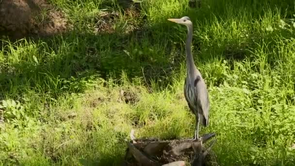 Un pájaro de pie en un exuberante campo verde — Vídeo de stock