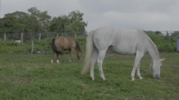 Un cheval debout sur un champ couvert d'herbe — Video