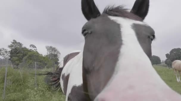 Zbliżenie krowy patrzącej w kamerę — Wideo stockowe