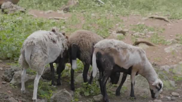 Toprak bir tarlanın tepesinde duran bir koyun sürüsü — Stok video