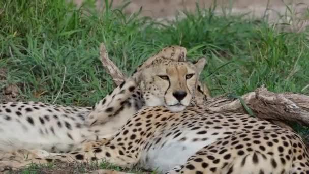 Un gatto che è in piedi nell'erba — Video Stock