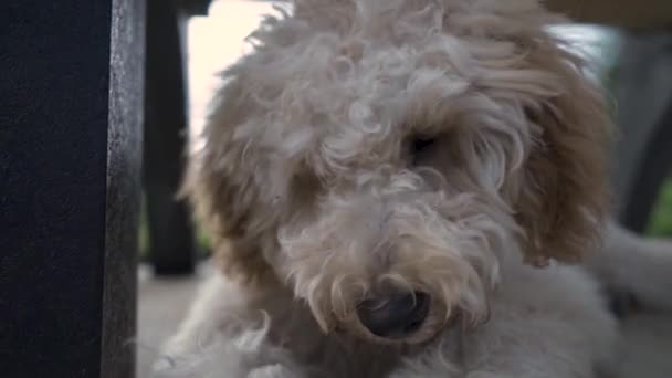 En närbild av en hund — Stockvideo