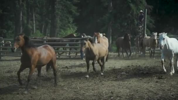 Grupa bydła stojąca na wierzchu konia — Wideo stockowe