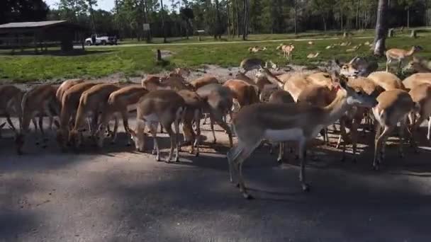 Un troupeau de bétail sur une route — Video