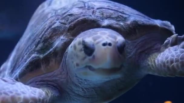 Um close de uma tartaruga — Vídeo de Stock