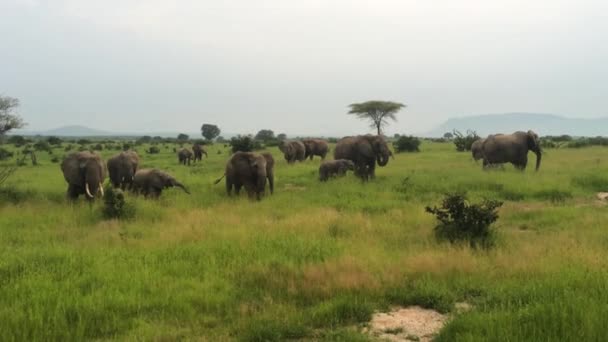 Sekawanan gajah berjalan di lapangan hijau yang subur — Stok Video