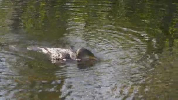 Kacsa úszik egy víztestben — Stock videók