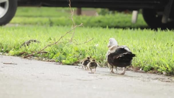 Um pássaro que está de pé na grama — Vídeo de Stock