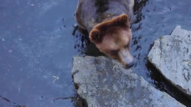 Een grote bruine hond in de sneeuw — Stockvideo