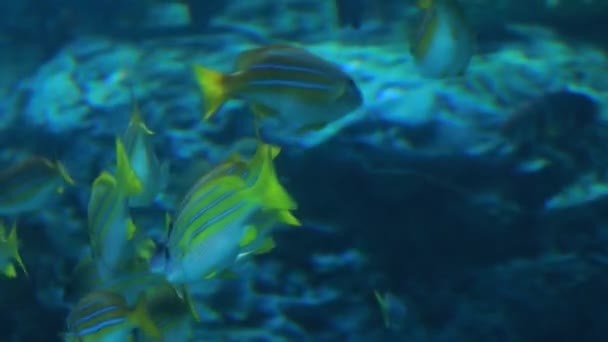 En skola av tropiska fiskar simmar tillsammans inuti akvarium — Stockvideo