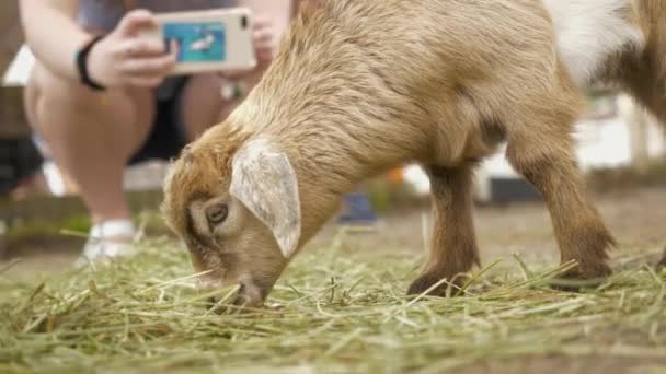 A goat eating hay — Stock Video