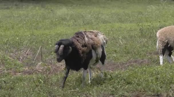 Un groupe de moutons mangeant de l'herbe dans un champ — Video