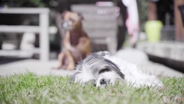 Собака лежить на траві — стокове відео