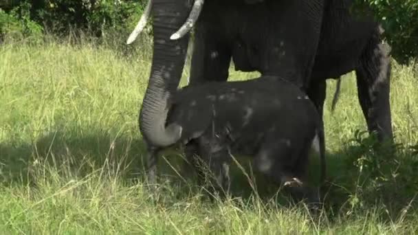 En elefant som står i gräset — Stockvideo