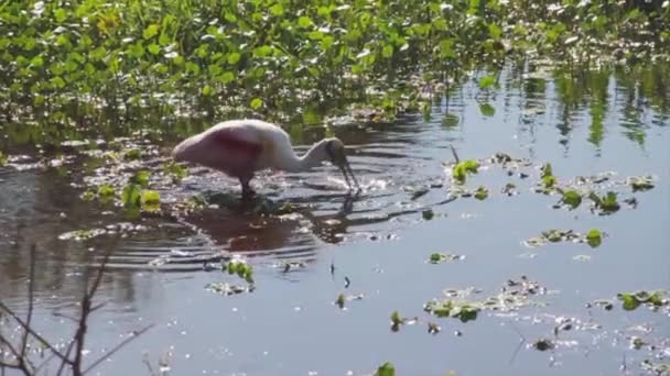 En fågel som simmar i vatten bredvid en vattensamling — Stockvideo