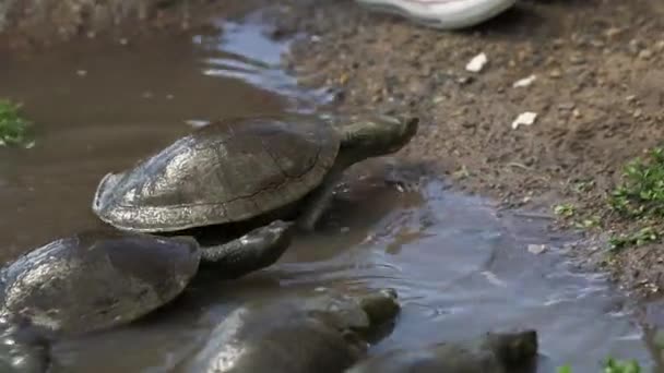 Un oiseau nageant dans l'eau — Video