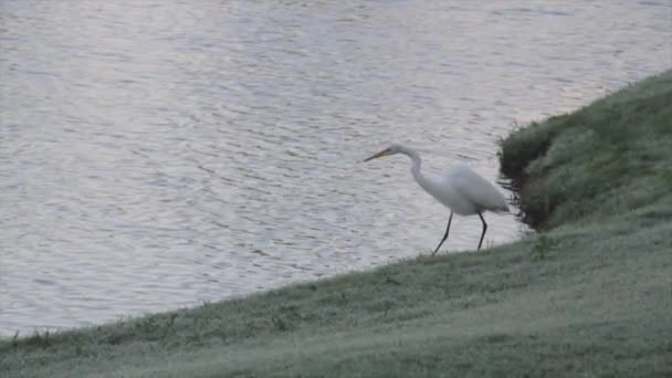 Ptak stojący obok akwenu wodnego — Wideo stockowe