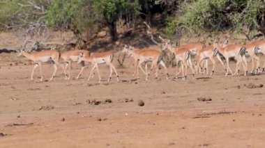 Zebra sürüsü bir su kütlesinin yanında duruyor.