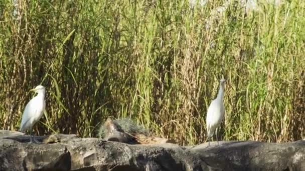 En flock måsar som står bredvid en vattenförekomst — Stockvideo