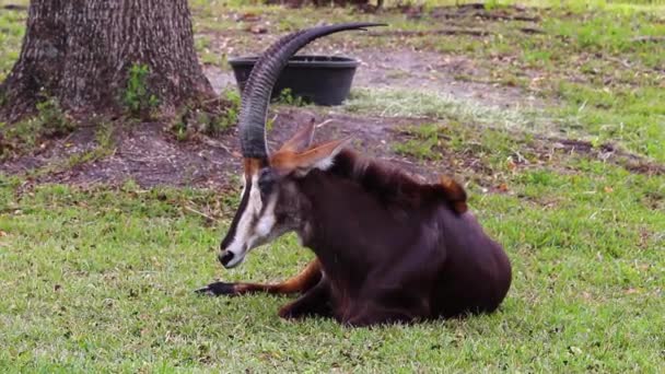 Een dier liggend op het gras — Stockvideo