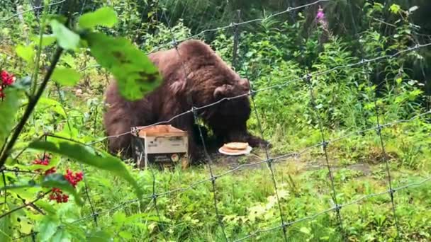 En panda björn går över en lummig grön skog — Stockvideo