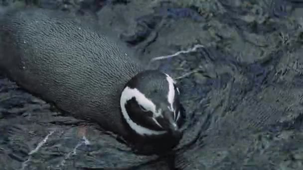 Een vogel zwemmend in het water — Stockvideo