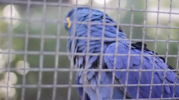 Egy madár ül a ketrec tetején. — Stock videók
