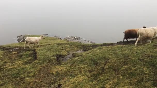 Stado bydła stojące na szczycie bujnego zielonego pola — Wideo stockowe