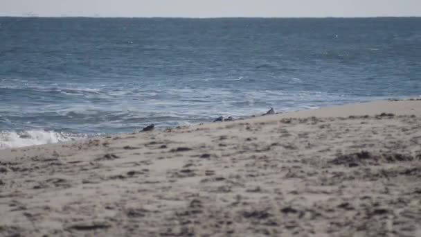 Una playa de arena junto al océano — Vídeo de stock